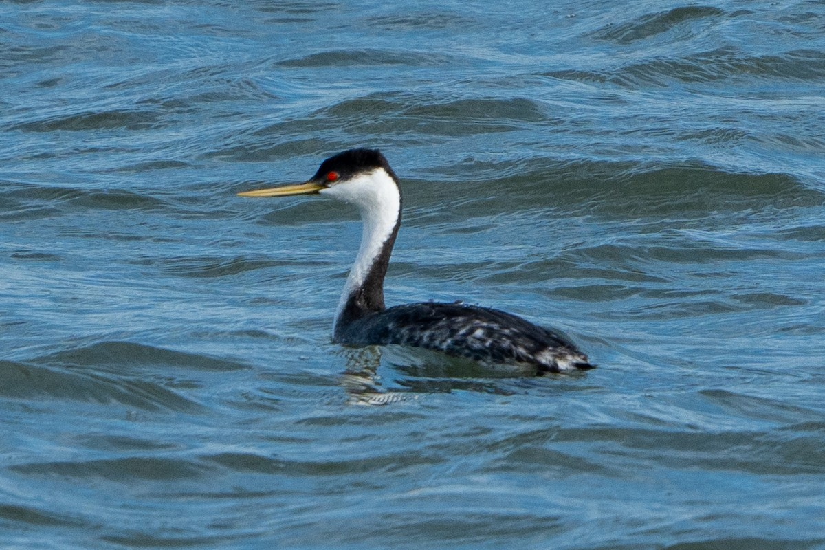 Western Grebe - Matthew Crittenden