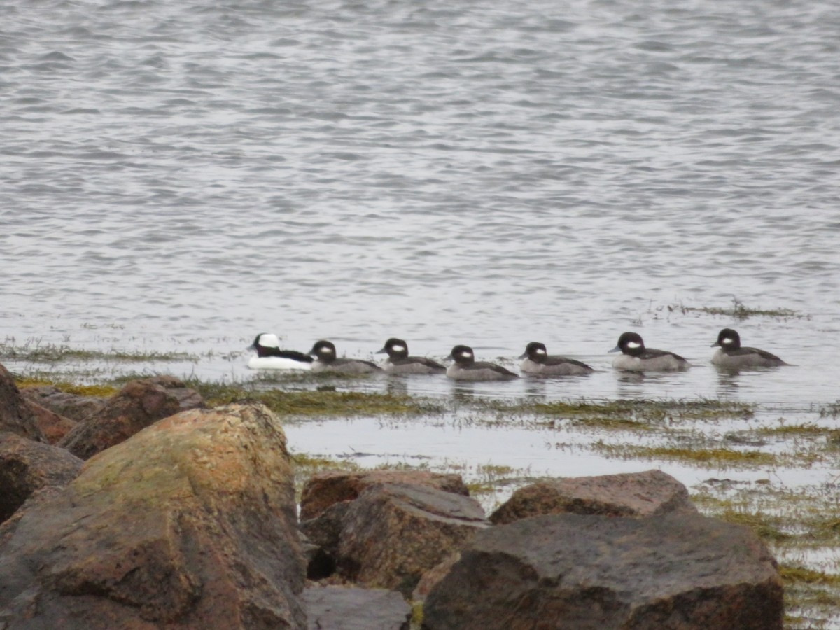 Bufflehead - ML404249121