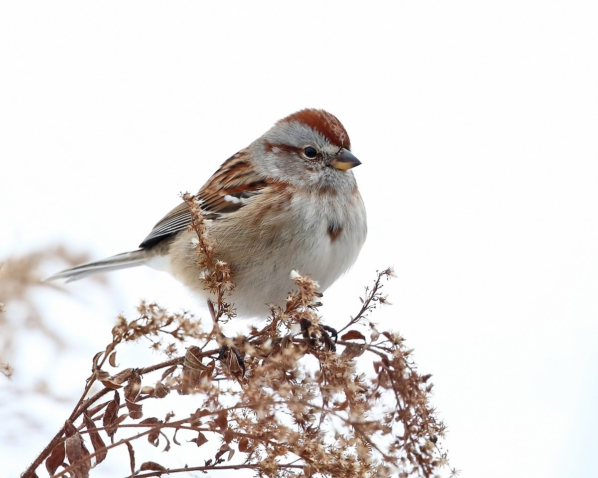 American Tree Sparrow - ML404249331