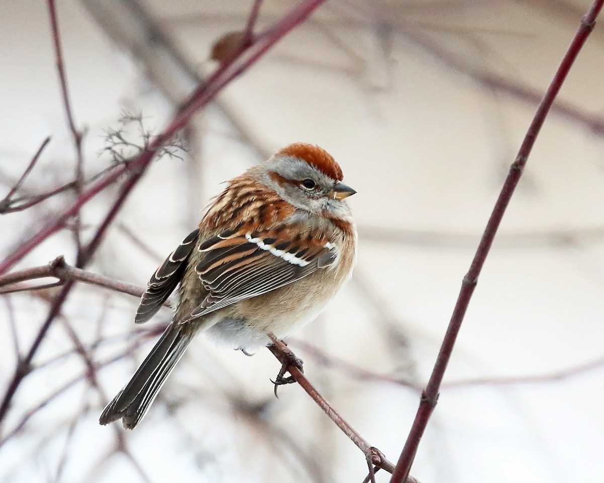 American Tree Sparrow - ML404249421