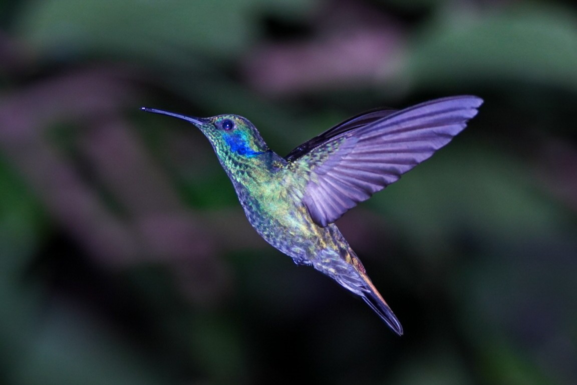kolibřík modrouchý - ML404249521