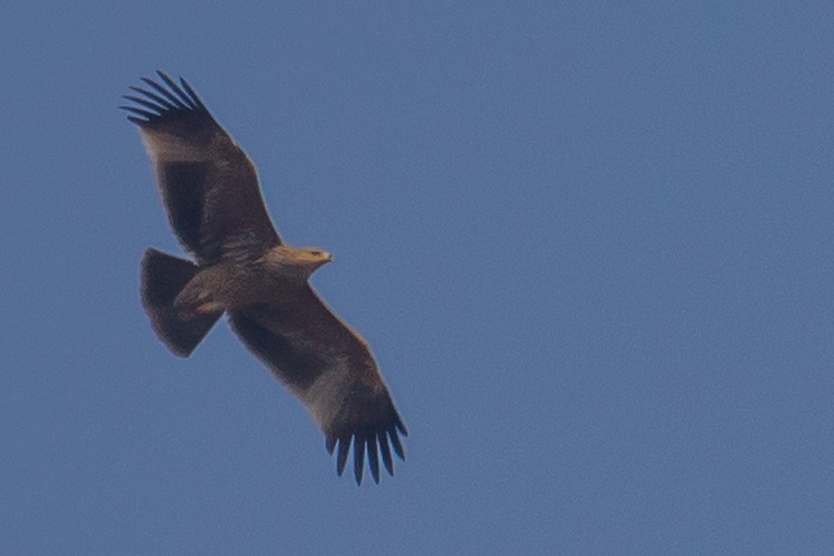 Águila Imperial Oriental - ML40425051