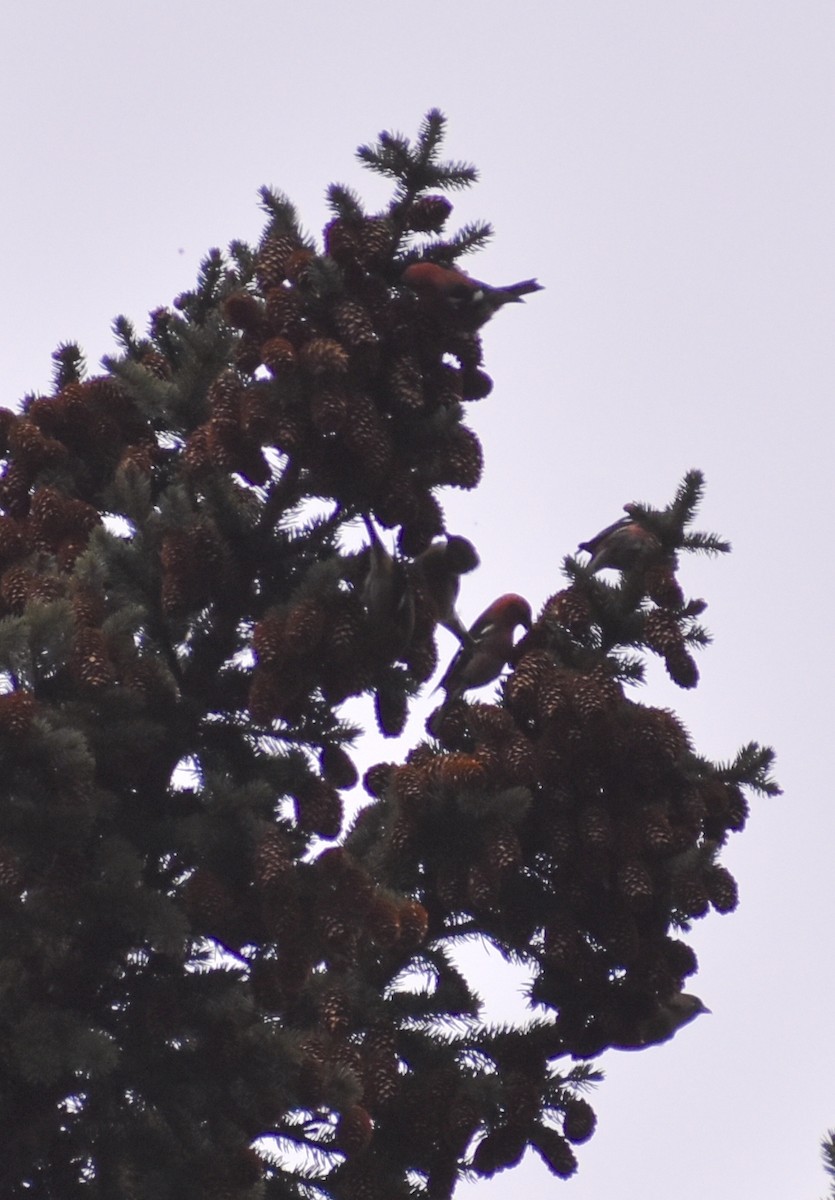 White-winged Crossbill - Gavin Stacey