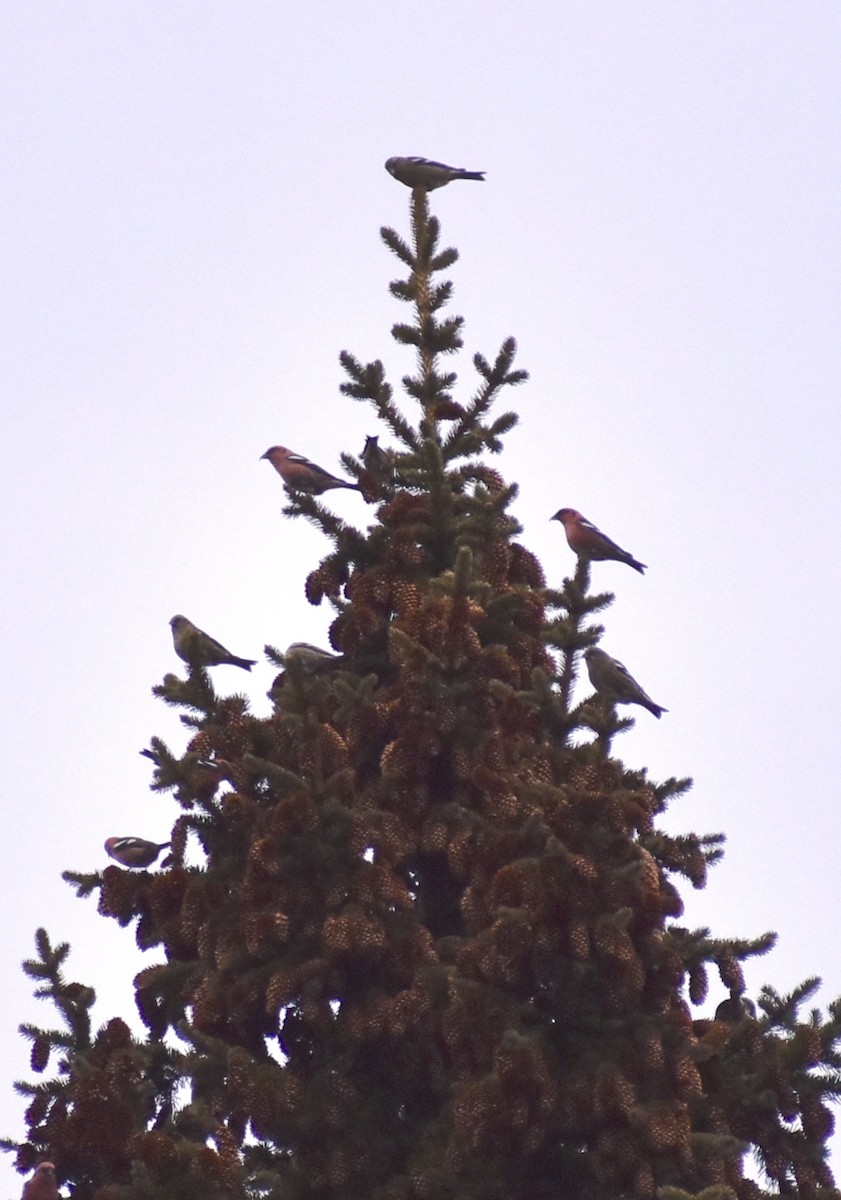 White-winged Crossbill - Gavin Stacey