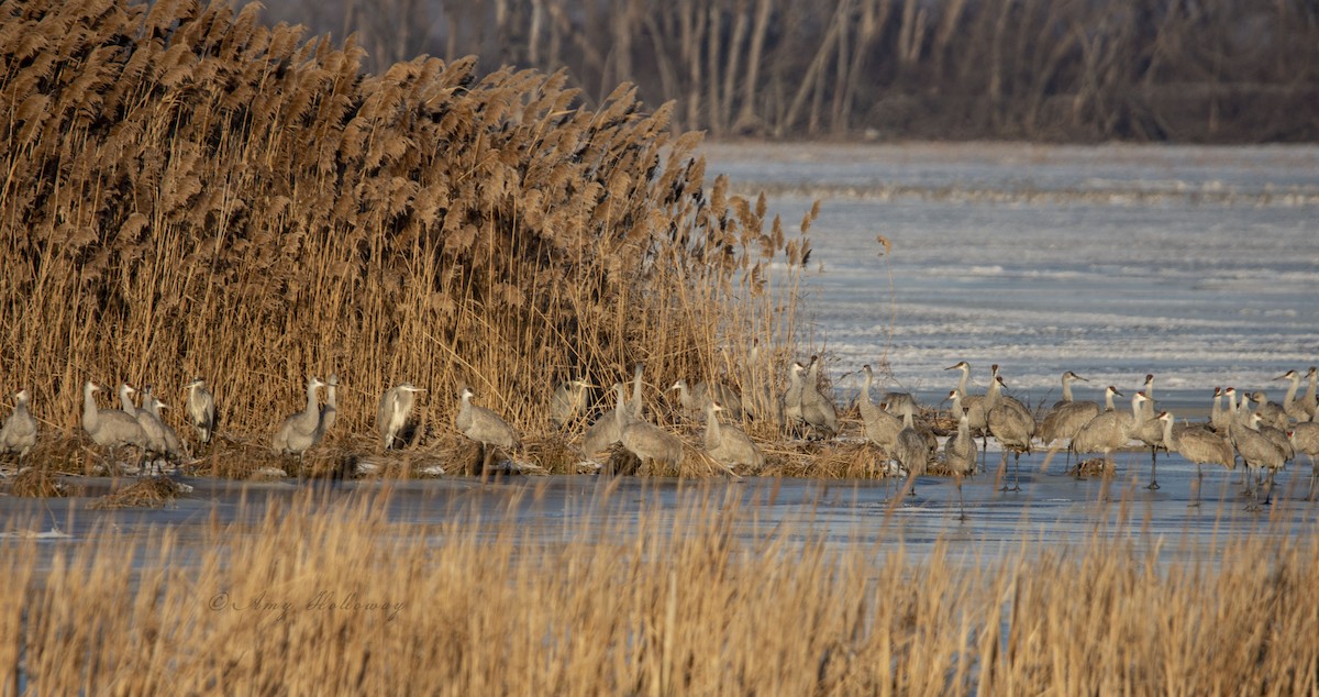 Sandhill Crane - Amy Holloway