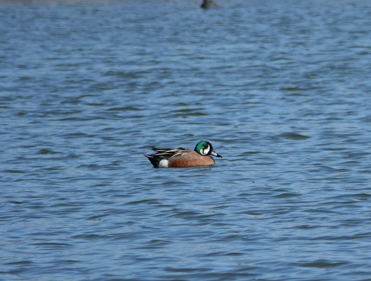 Hybride Canard souchet x C. d'Amérique - ML404253941