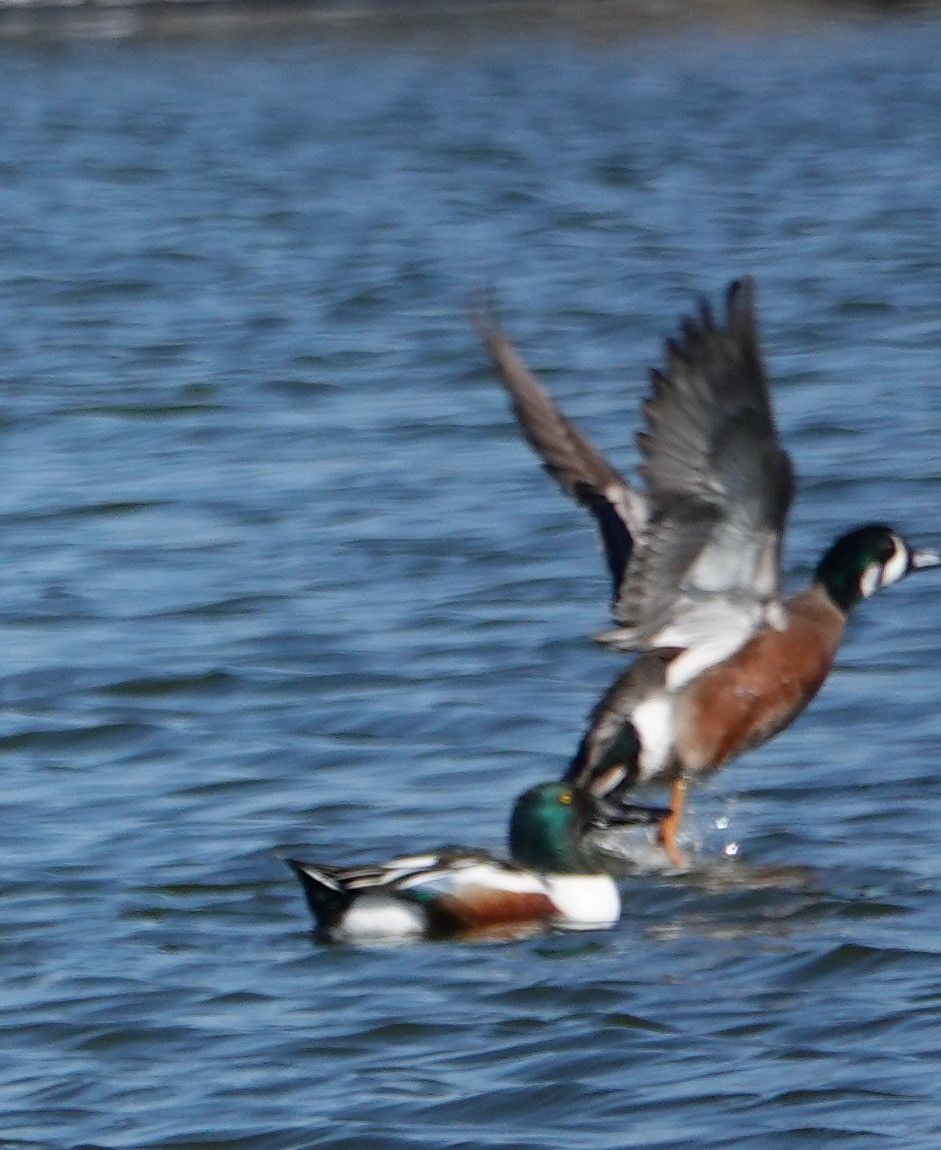 Hybride Canard souchet x C. d'Amérique - ML404254081
