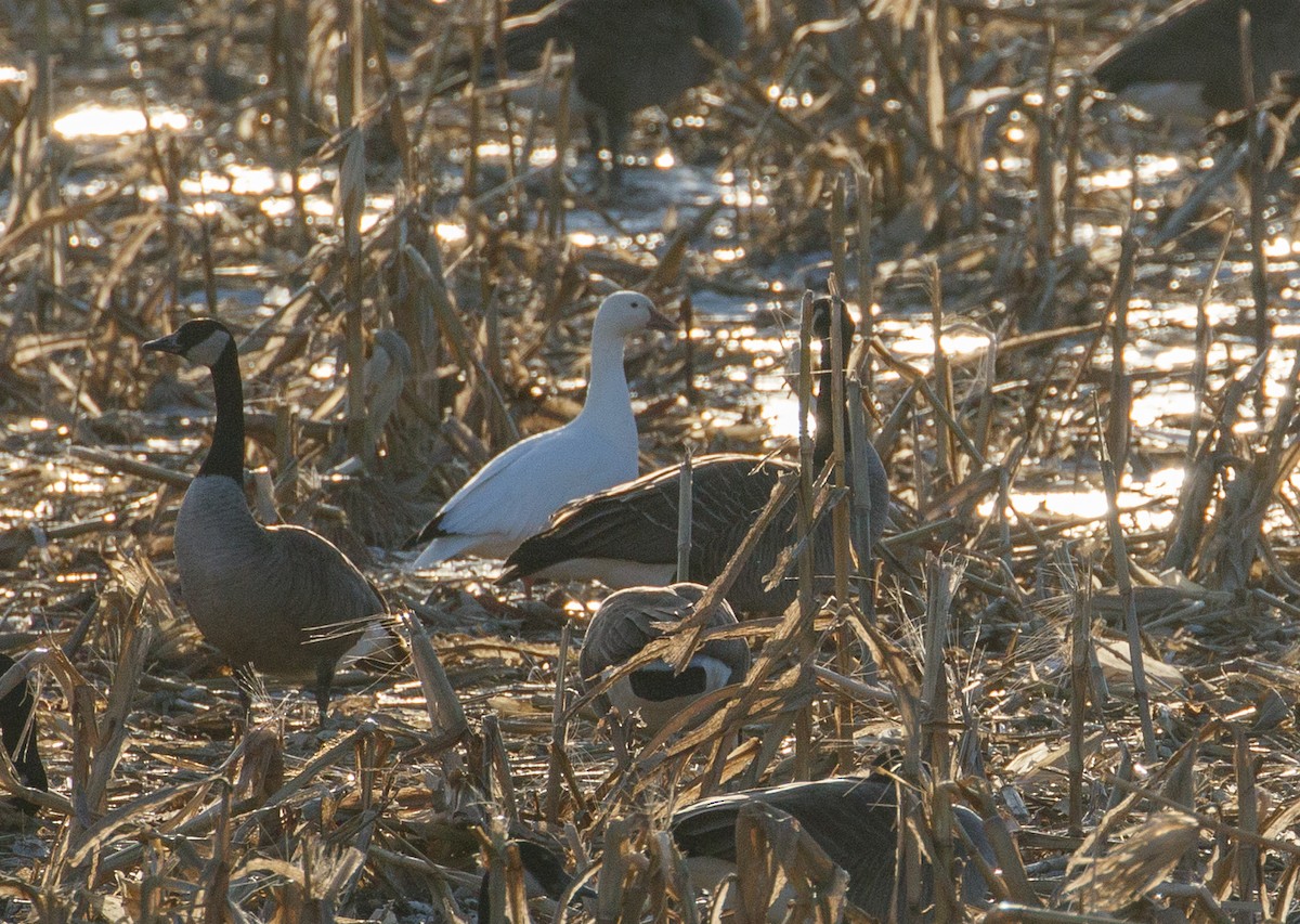 Snow Goose - ML404254091