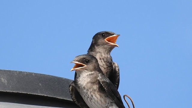 Golondrina Sureña - ML404256331