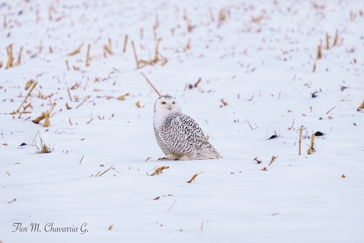 Snowy Owl - ML404256831