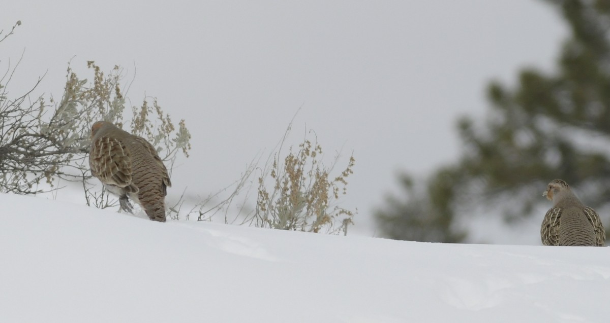 Gray Partridge - Gregory Byron