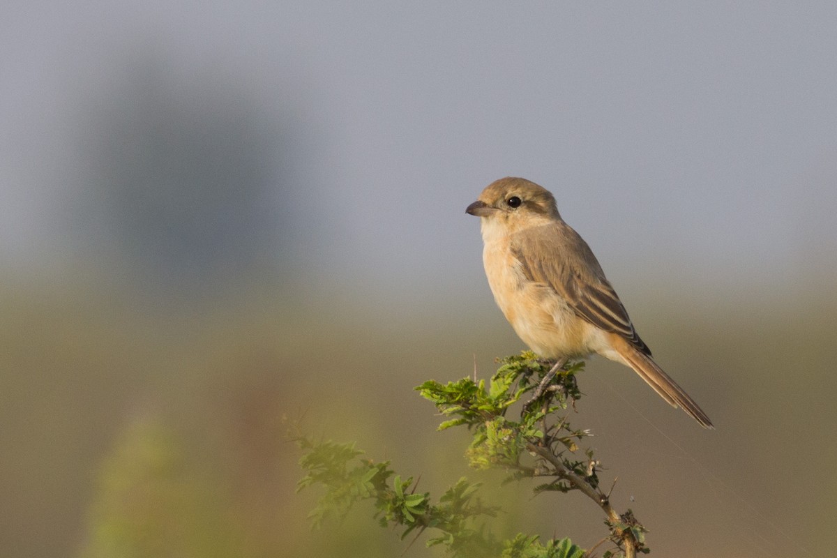 Alcaudón Isabel - ML40425981