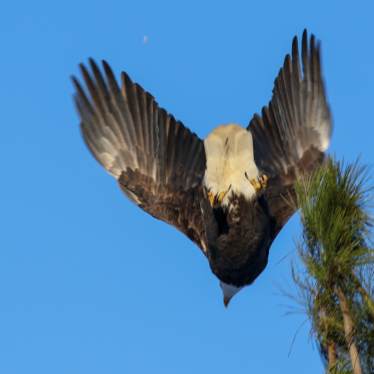 Bald Eagle - ML404262771