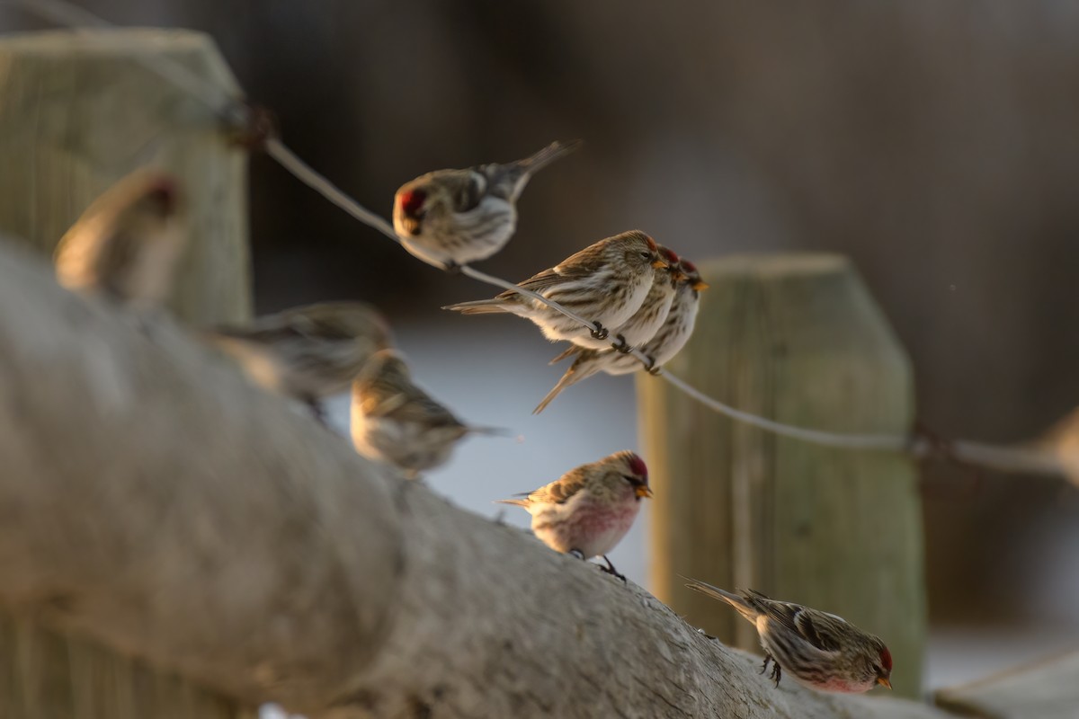 čečetka zimní (ssp. flammea/rostrata/islandica) - ML404263091