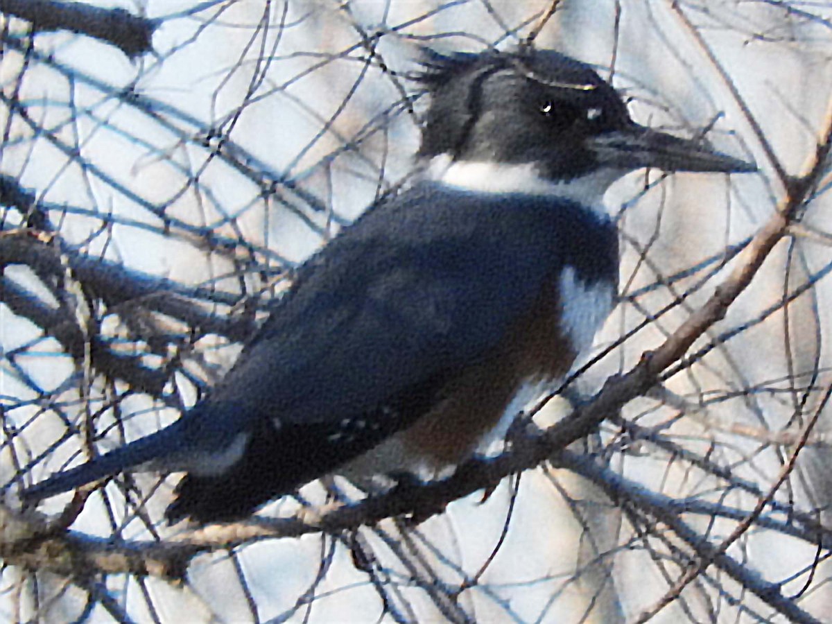 Martin-pêcheur d'Amérique - ML404263811