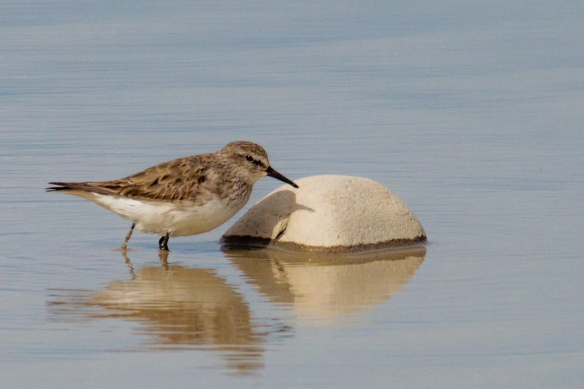 Bairdstrandläufer - ML404263831