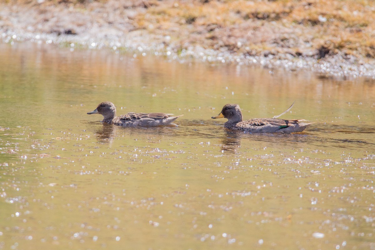 Yellow-billed Teal - Ana Merlo