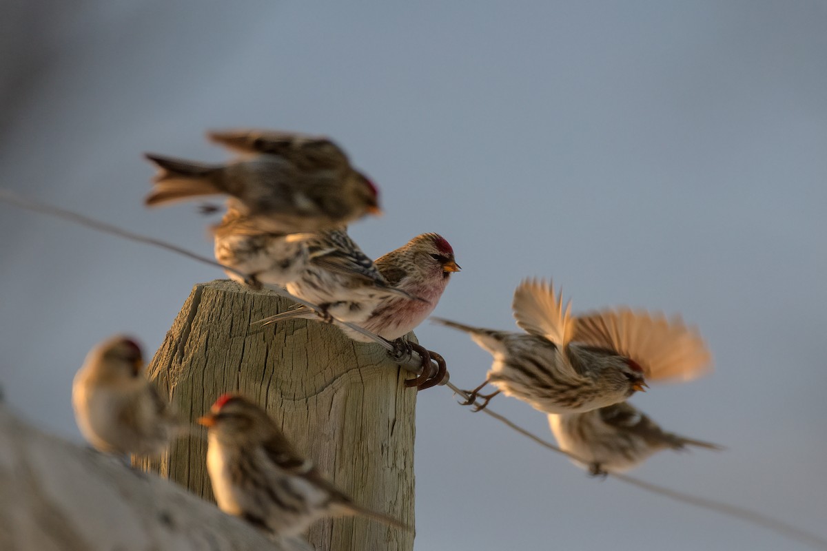 čečetka zimní (ssp. flammea/rostrata/islandica) - ML404265441