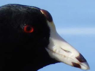 American Coot - ML404265821