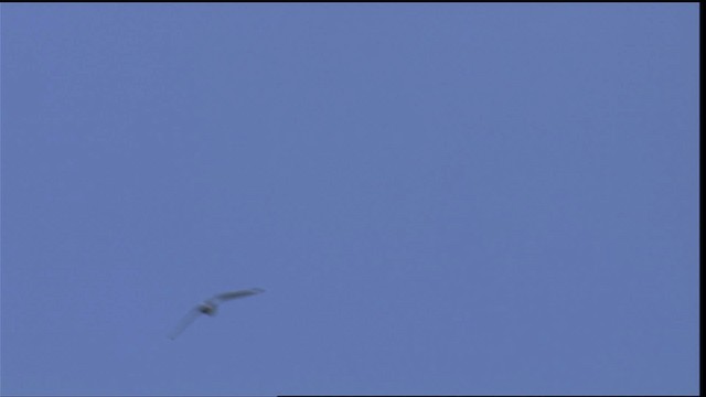 Franklin's Gull - ML404266