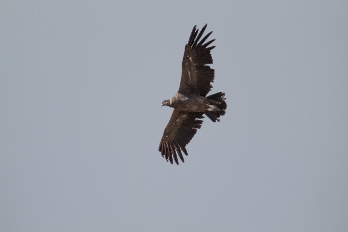 Condor des Andes - ML404266211