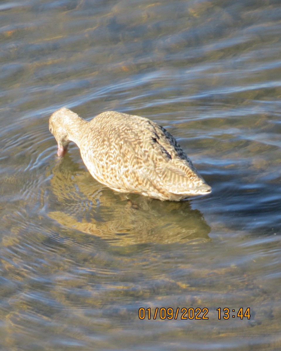 Marbled Godwit - ML404266651