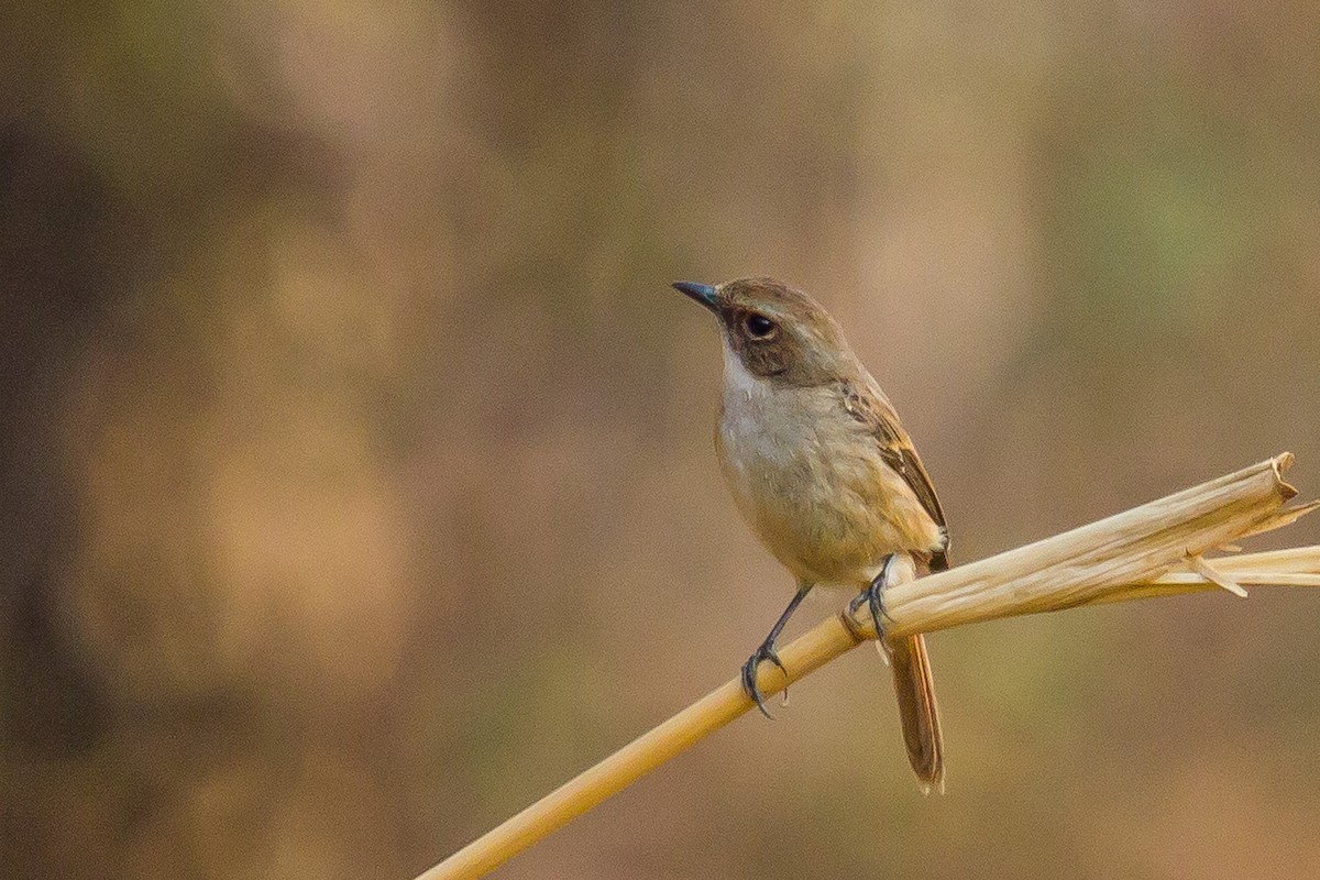 Gray Bushchat - ML40426681