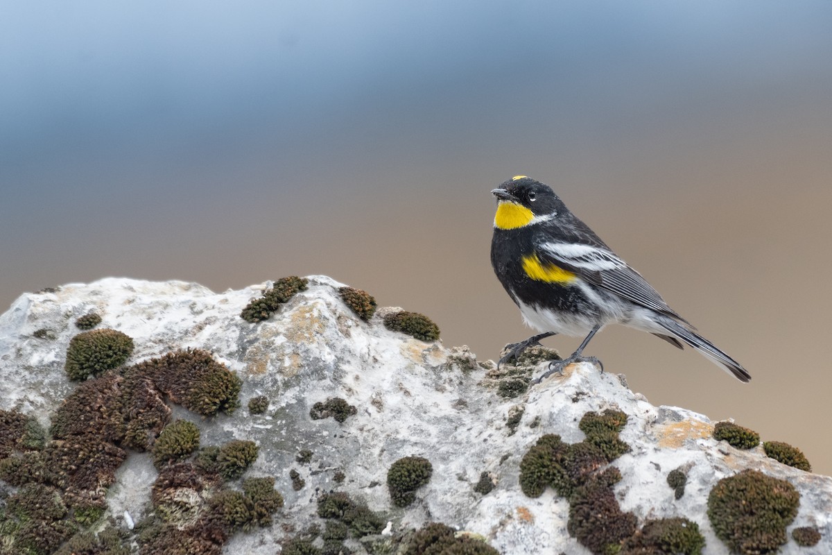 Yellow-rumped Warbler (Goldman's) - ML404267171