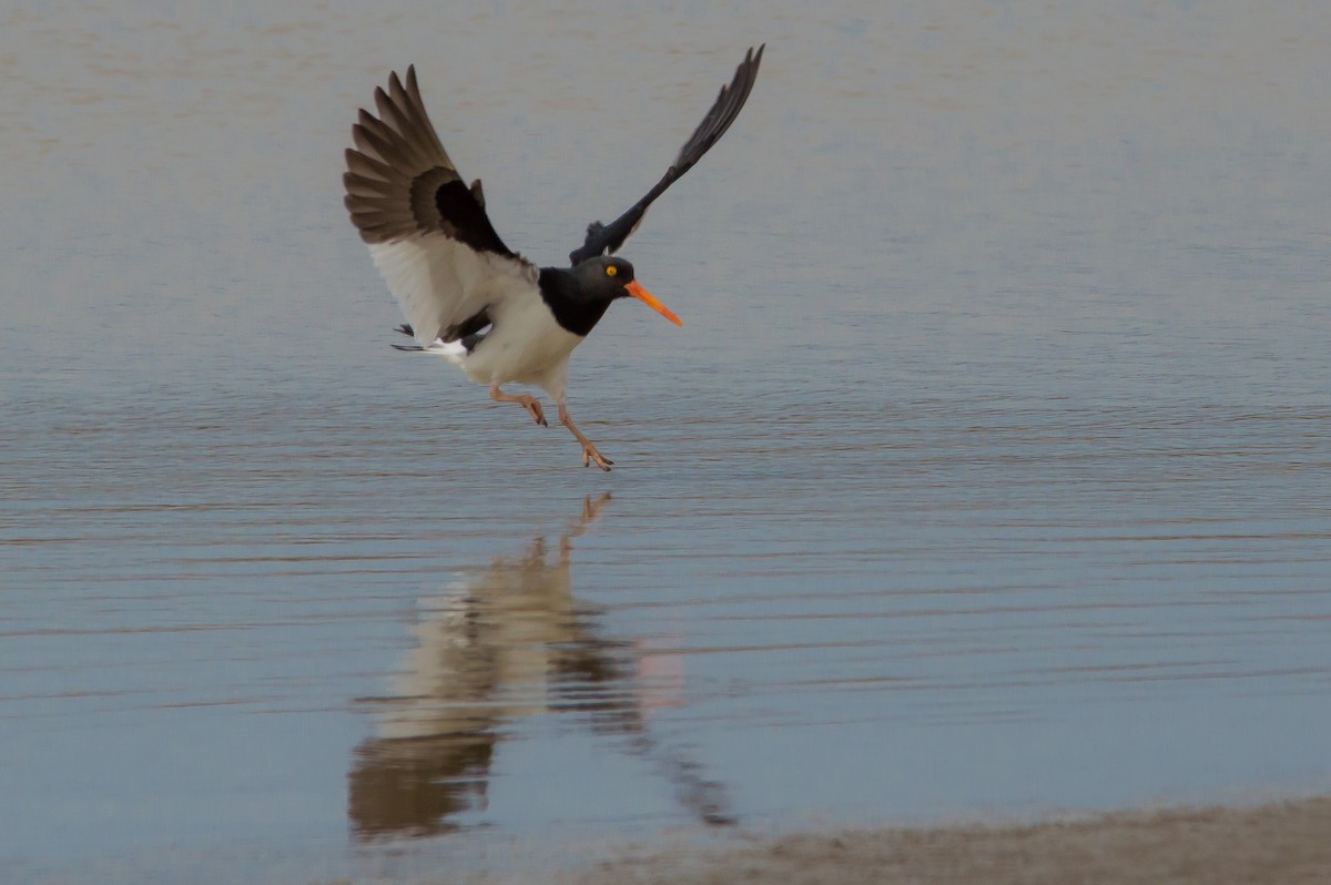 Magellanic Oystercatcher - ML404267321