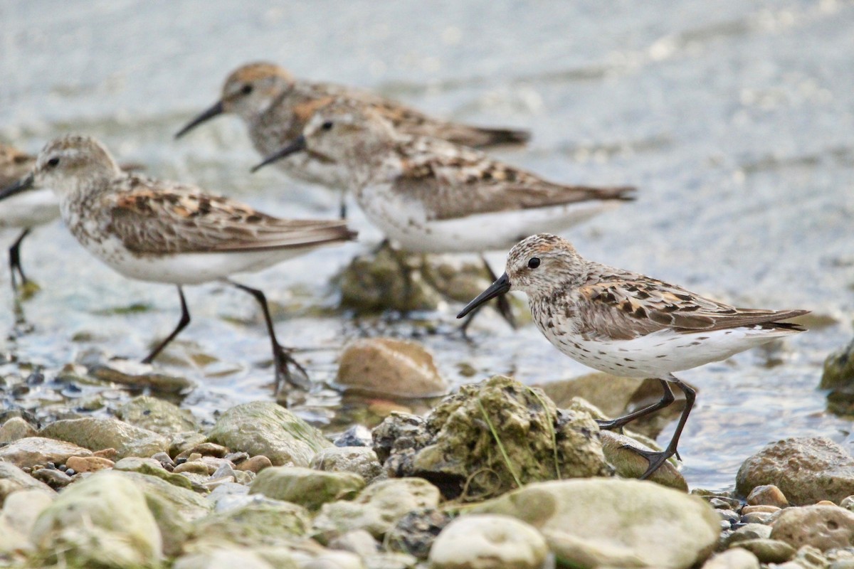 Western Sandpiper - Logan Anderson