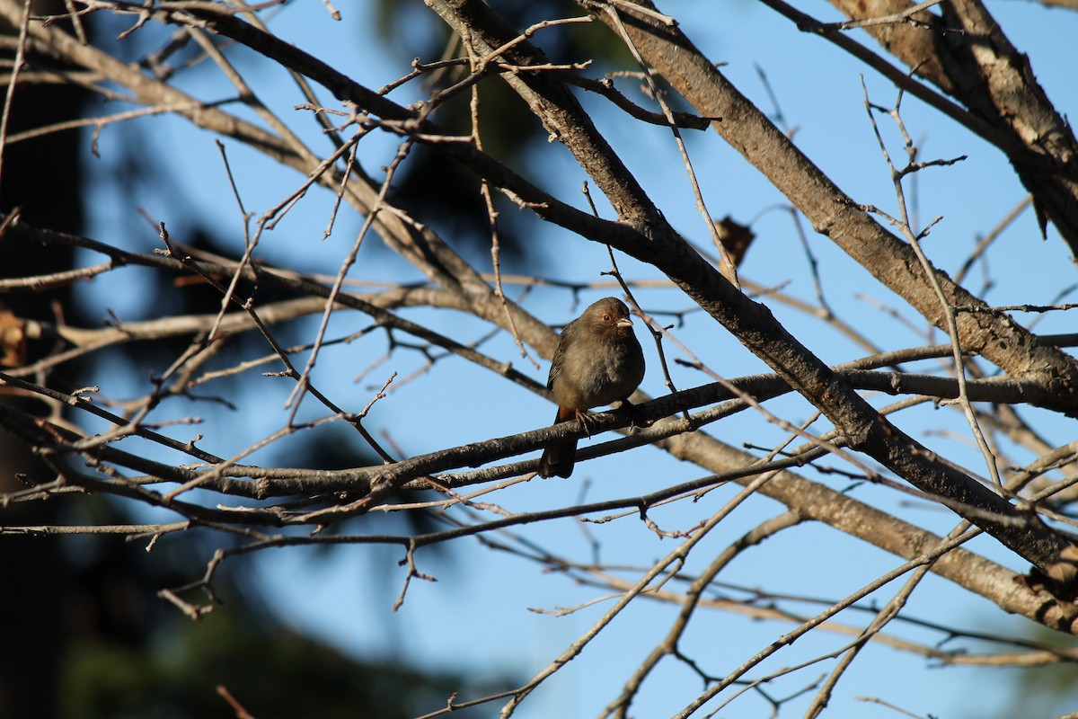 California Towhee - ML404268731