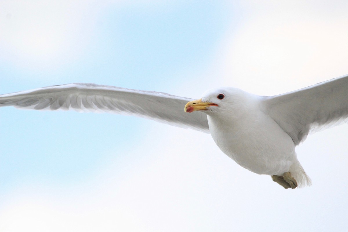 California Gull - ML404268941