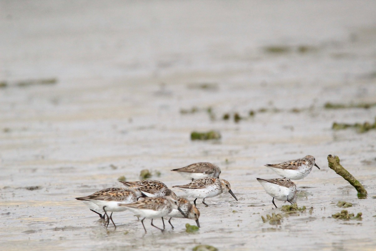 Western Sandpiper - ML404269081