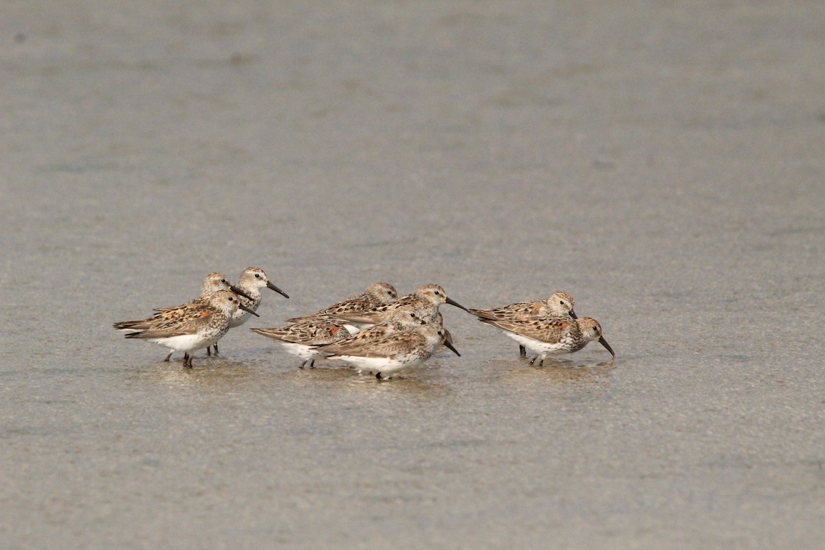 Western Sandpiper - ML404269091