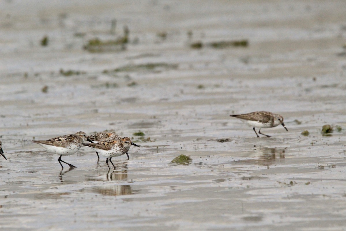 Western Sandpiper - ML404269101