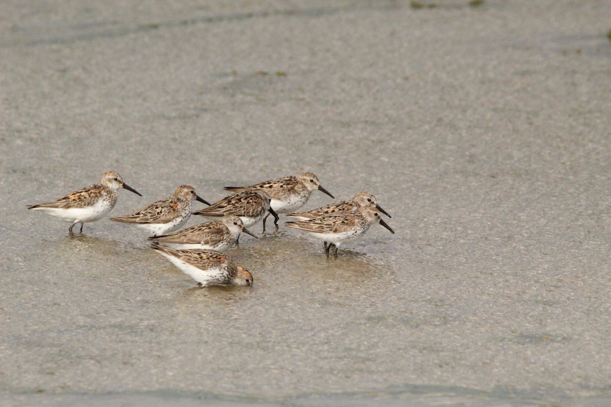 Western Sandpiper - Logan Anderson