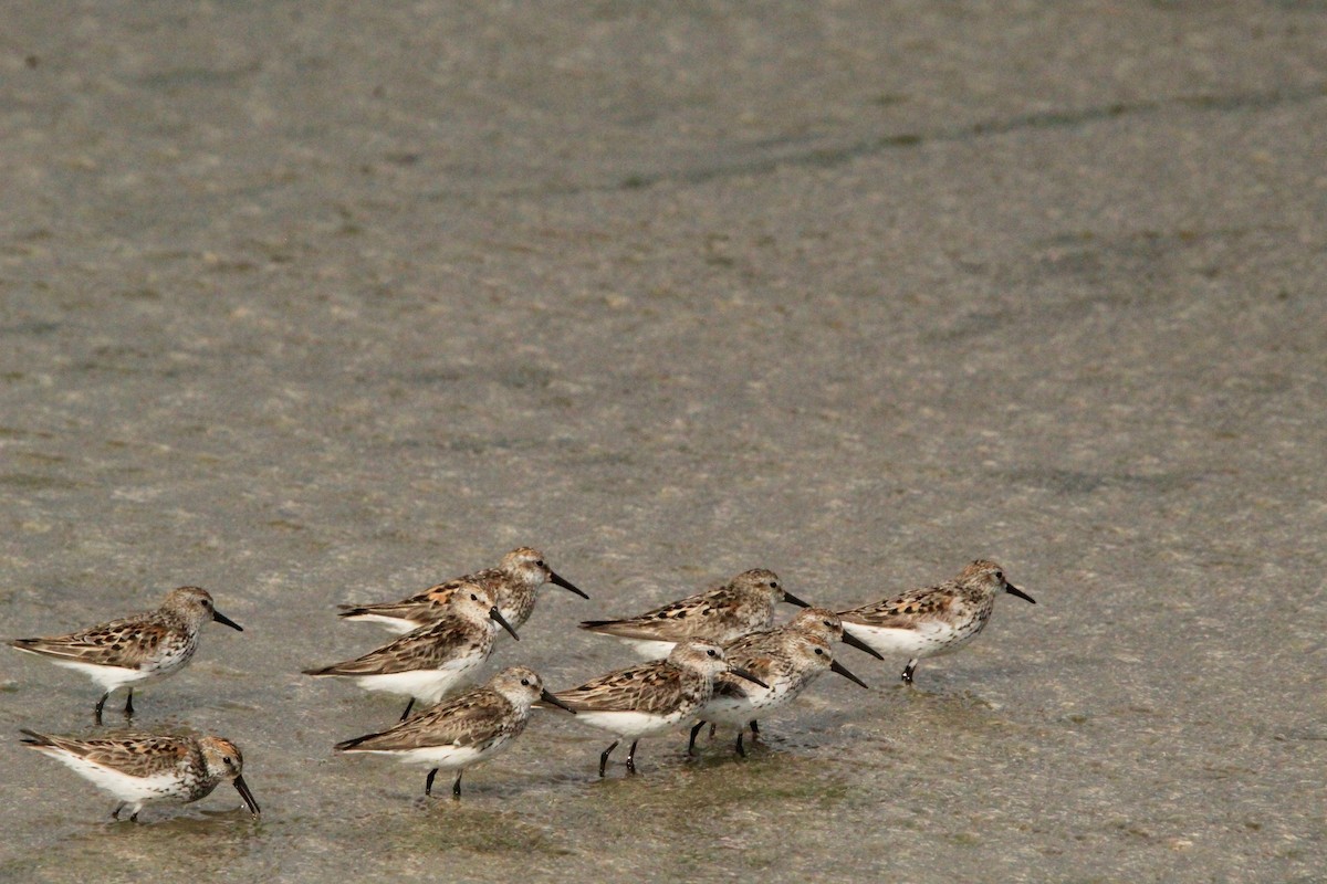 Western Sandpiper - Logan Anderson