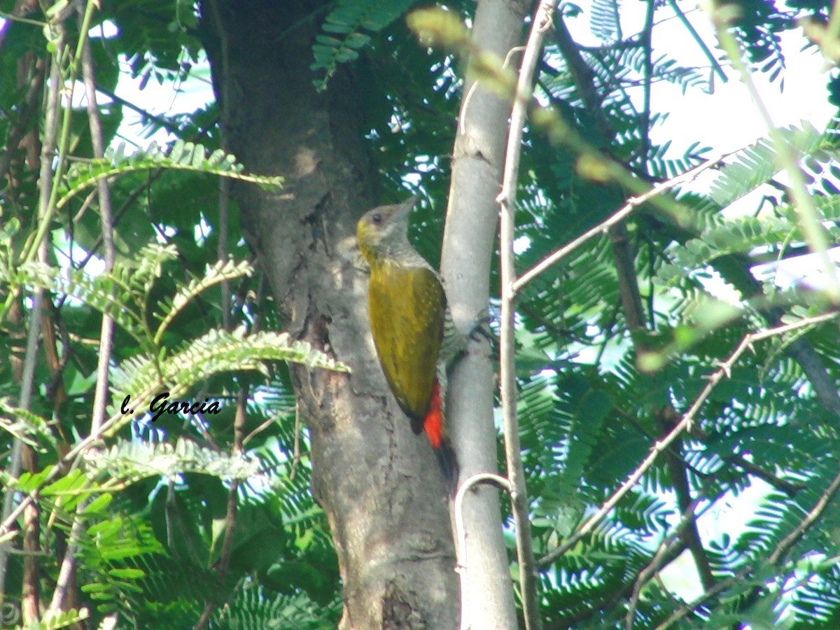 Red-rumped Woodpecker - ML40426961