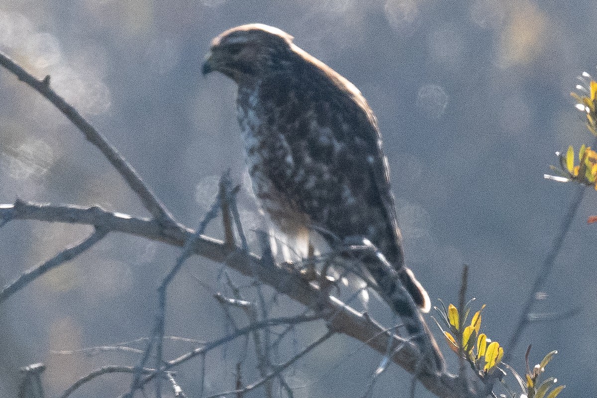 Red-shouldered Hawk - Annie Flower