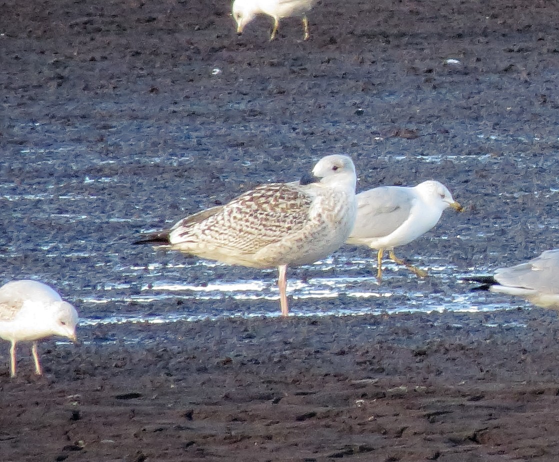 Great Black-backed Gull - ML404272331