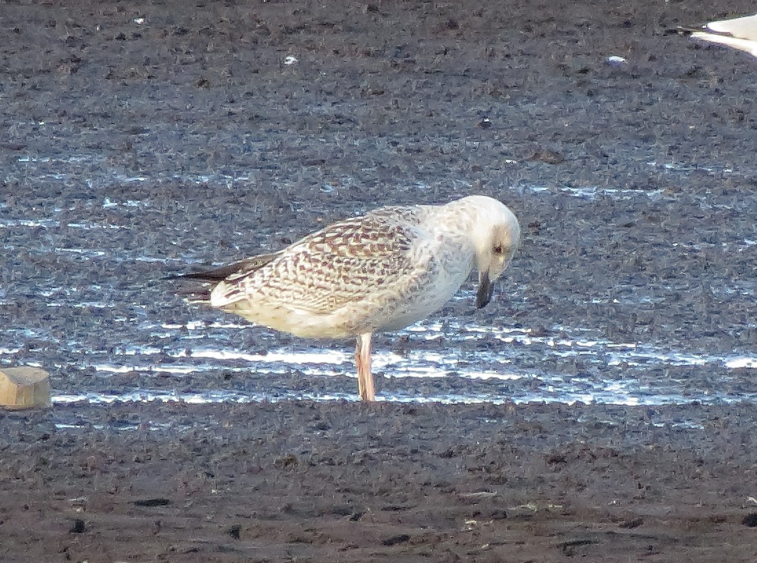 Great Black-backed Gull - Bill Carrell