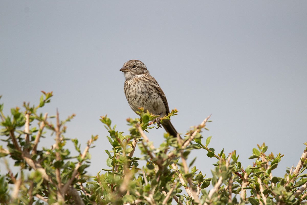 Rufous-collared Sparrow - Ana Merlo