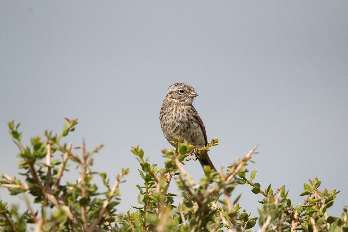Rufous-collared Sparrow - ML404273171