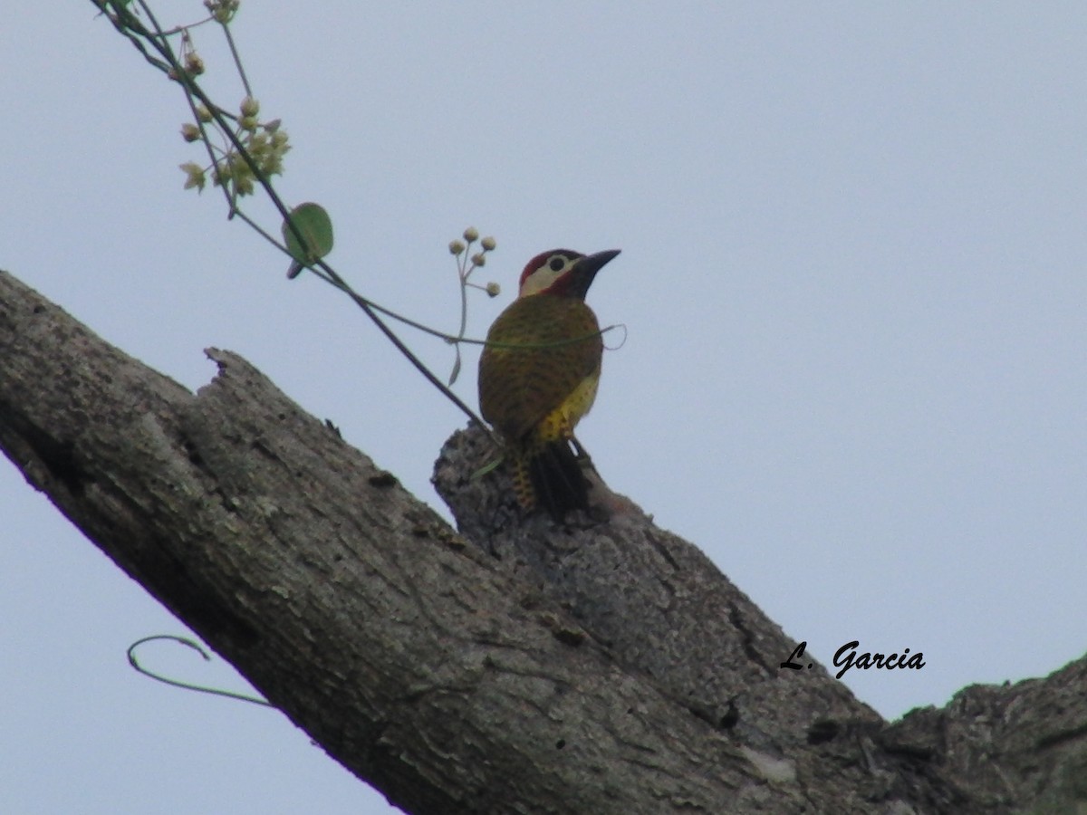 Spot-breasted Woodpecker - ML40427321