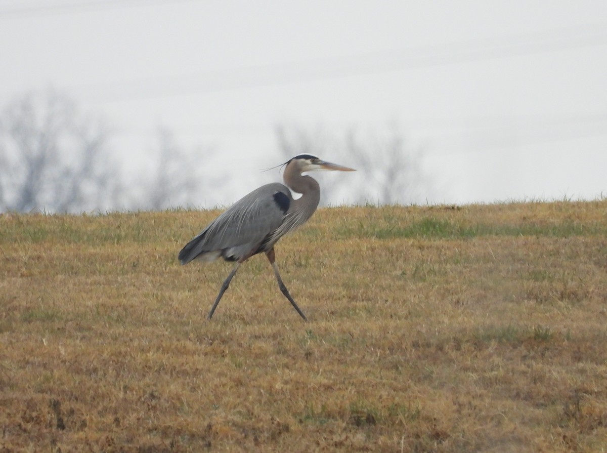 Great Blue Heron - Chris Davis