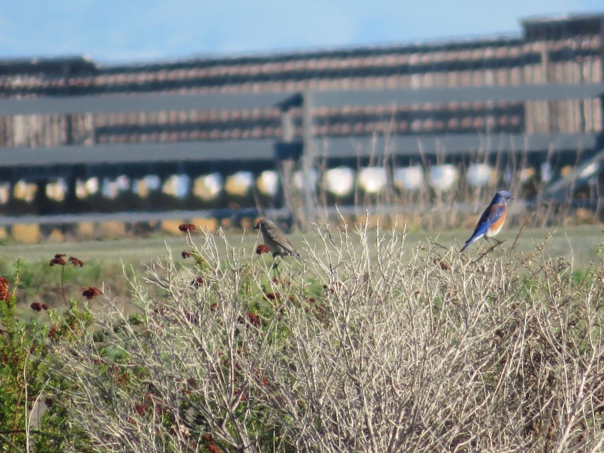 Western Bluebird - ML404273401