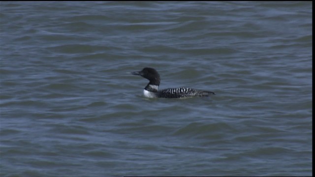 Common Loon - ML404275