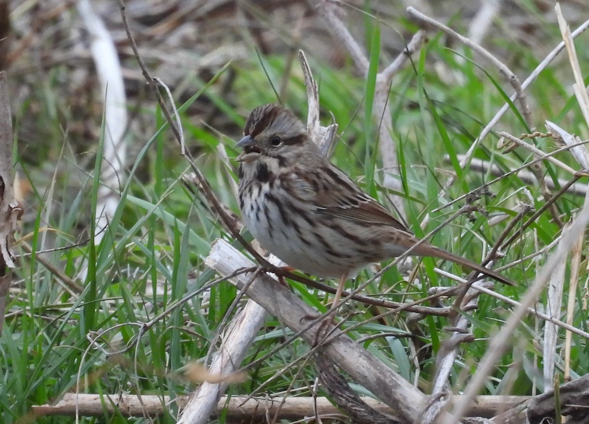 Song Sparrow - ML404276451