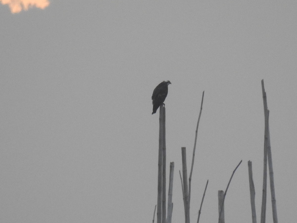 Águila Pescadora - ML404276461