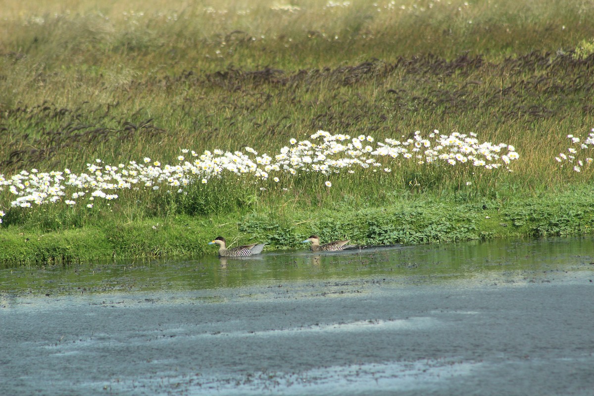 Silver Teal - ML404277671